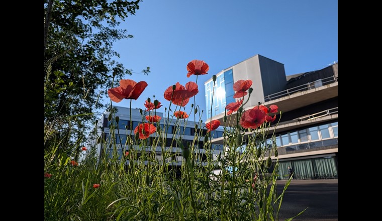 Die Begrünung macht den Campus einladender und schafft Aufenthaltsplätze für Mitarbeitende und Gäste. (Bild: Empa)