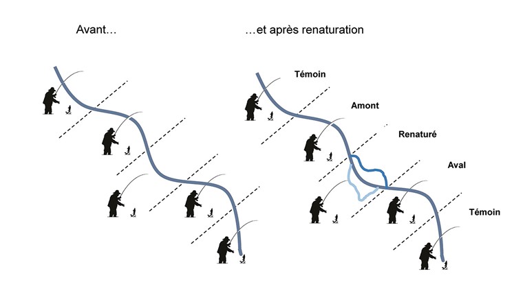 Fig. 1 Représentation graphique des tronçons de pêche considérés dans cette étude. Les tronçons dits « évalués » rassemblent les secteurs dans lesquels des mesures de renaturation ont été réalisées et les tronçons situés directement en amont et en aval de ces secteurs renaturés. Des tronçons de pêche non renaturés et ne jouxtant pas de secteur renaturé ont servi de témoins.