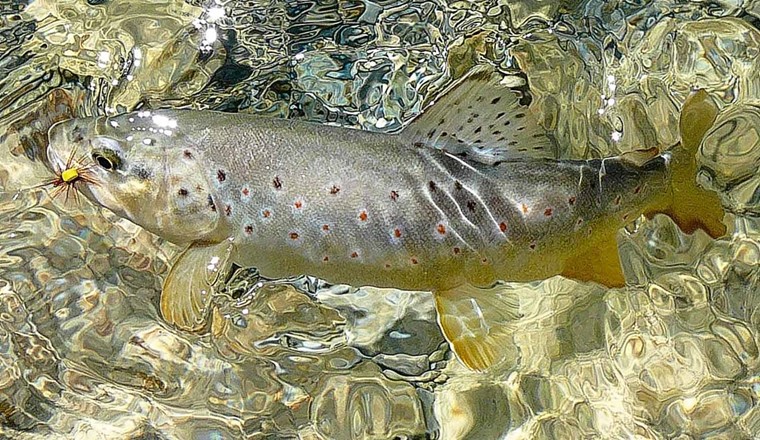 Photo : Le taux de capture, c’est-à-dire du nombre de captures rapporté à l’effort de pêche, peut livrer des informations précieuses dont la portée dépasse le cadre de la gestion halieutique. (© N. Schuler)