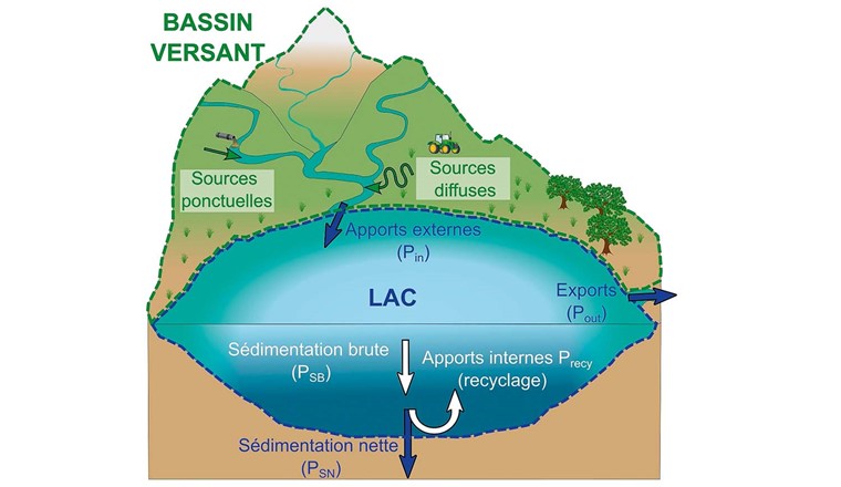 Fig. 1 Schéma présentant les principaux flux de phosphore dans un lac et son bassin versant. Les flèches vertes, bleues et blanches correspondent respectivement aux sources de phosphore au sein du bassin versant, aux flux intrants (Pin ) et sortants du lac (Pout et PSN ) et aux flux internes (Precy et PSB ). Les apports de phosphore par déposition atmosphérique sont négligés.