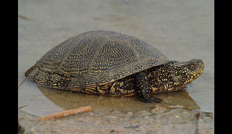 Europäische Sumpfschildkröte. (© Andreas Meyer/karch)