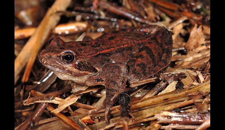 Italienischer Springfrosch. (© Heidi Jost)