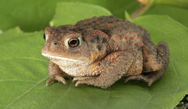 Erdkröte (Bufo bufo) (Bild: Armin Kübelbeck, CC BY-SA 3.0, https://commons.wikimedia.org/w/index.php?curid=2811212)