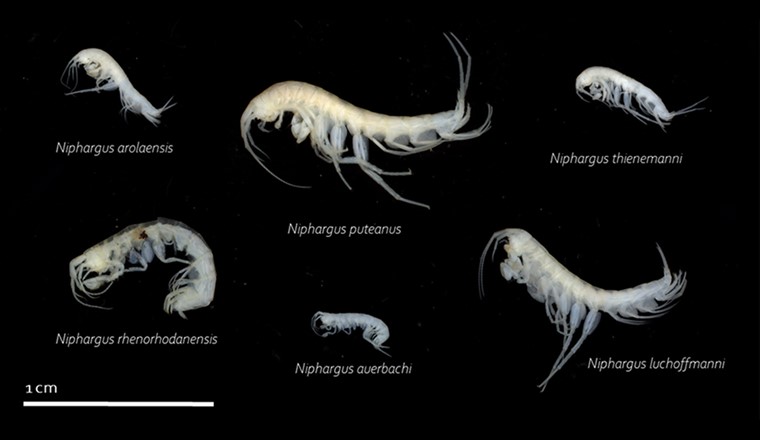 Einige der gefundenen Grundwasserflohkrebse. Sie sind alle an das Leben im Dunkeln angepasst und daher farblos und ohne Augen. Sie gehören zu den grössten Organismen im Grundwasser (Foto: Eawag).