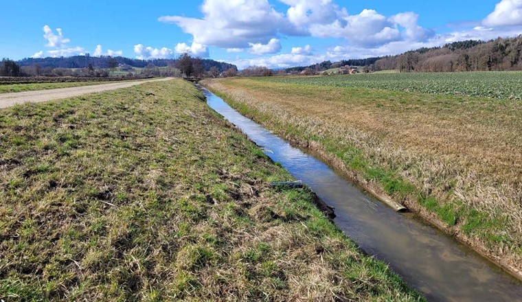 Der Limpach ist ein künstlich begradigter Fluss, der entstanden ist, nachdem Feuchtgebiete, Feuchtwiesen und Sümpfe trockengelegt und in landwirtschaftliche Flächen umgewandelt wurden. Die Begradigung und die künstlichen Ufern haben zu einer Verschlechterung der Lebensraumqualität für die Arten geführt.  (Bild: Conor Waldock)