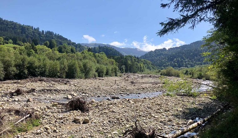 La Singine, l'une des rares rivières à écoulement libre du nord des Alpes, est un habitat très dynamique et vivant. En tant que zone alluviale d'importance nationale, elle met en évidence le rôle particulier des rivières naturellement dynamiques dans la création d'habitats variés pour la biodiversité. (Image : Conor Waldock)