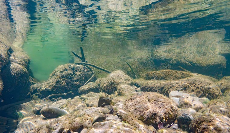 La vie sous l'eau est souvent oubliée. Ici, un banc de vairons trouve refuge sur les rives de la Singine, là où le courant de la rivière n'est pas si fort. (Image : Conor Waldock)