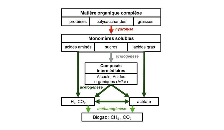 Fig. 4 Schéma des étapes de la méthanisation.