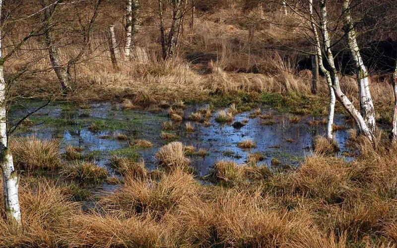 Il Consiglio federale avvia la consultazione relativa a ordinanze del diritto ambientale