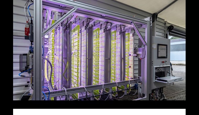 Mikroalgen in einem neuartigen Photobioreaktorsystem binden CO2 und produzieren daraus eine pflanzenstärkende Biomasse. (© Frank Eppler/Umwelttechnik BW)