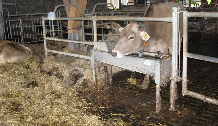 Trogtränke in einem landwirtschaftlichen Betrieb