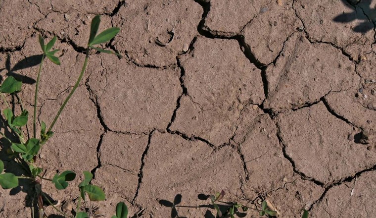 Wenn sich bei Trockenheit tiefe Risse im Boden bilden, kann Regenwasser direkt und ungefiltert in die Grundwasseraquifere gelangen. (Bild: R. Lehmann / Friedrich-Schiller-Universität Jena)