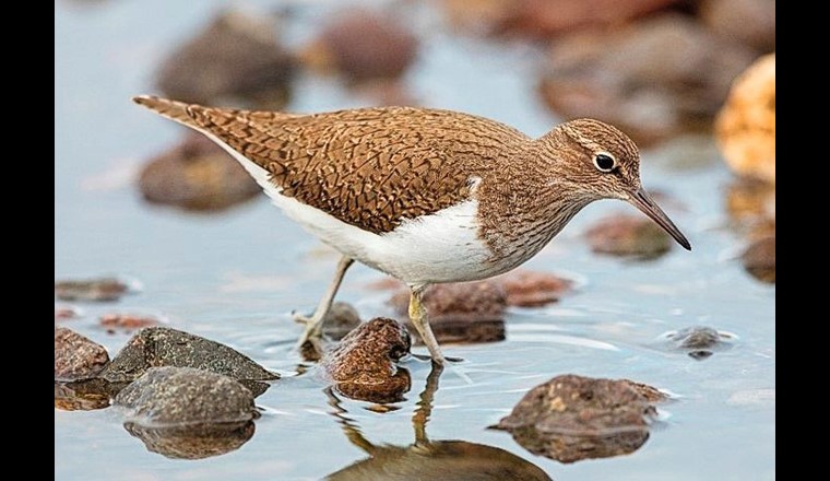 Zielart Flussuferläufer – 10% Zunahme des gesamten Brutbestandes in der Schweiz dank revitalisierten Auen im Oberengadin. 
(© M. Schäf)