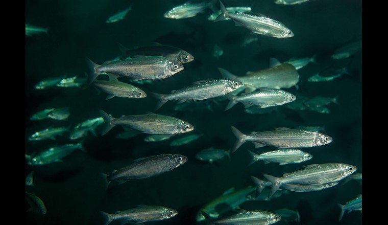 I banchi argentati nelle profondità dei nostri laghi rappresentano un prezioso tesoro di diversità delle specie. (©FSP)
